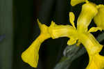 Paleyellow iris